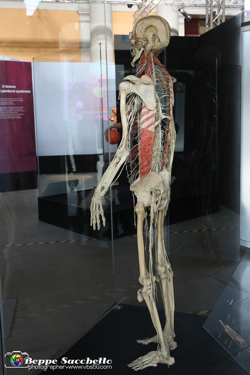 VBS_2957 - Sistema nervoso - Mostra Body Worlds.jpg